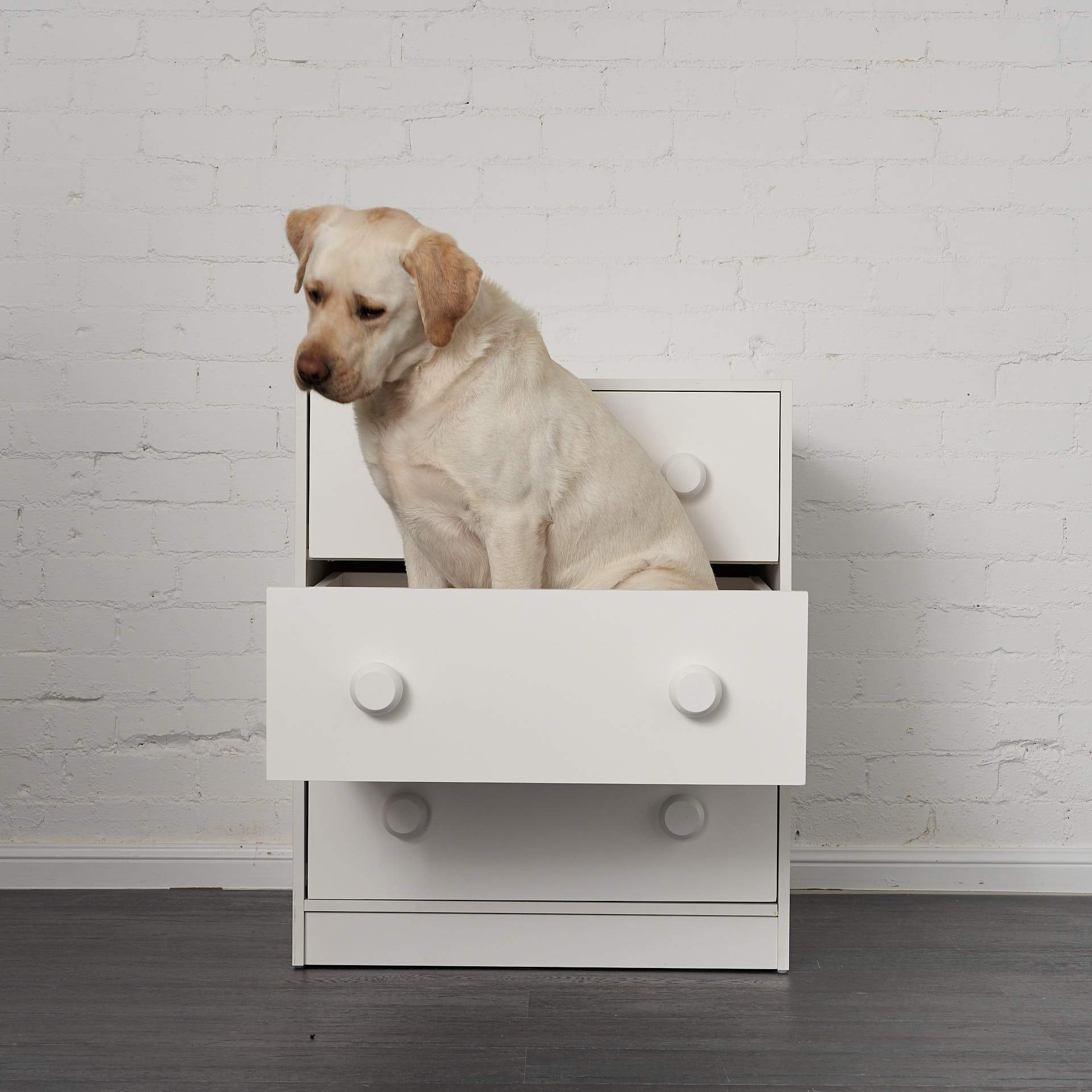 it's a large dog sitting in a large incredibly strong set of drawers. very funny